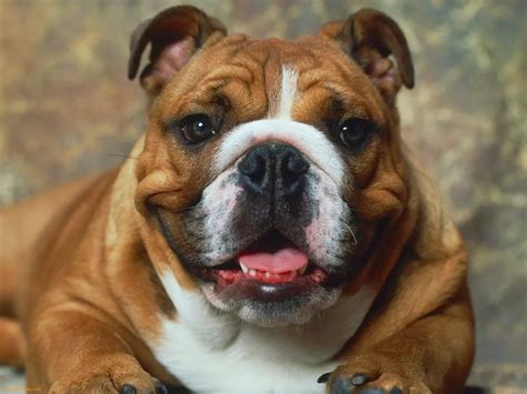  English Bulldogs Our English Bulldogs are short, wide and compact
