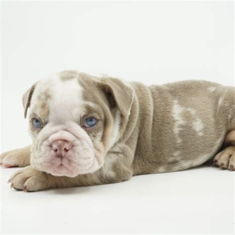  English Bulldogs also have very shallow joint sockets and a veterinarian that is unfamiliar with English Bulldogs may not only misdiagnose joint problems but may also see you as a license to print money