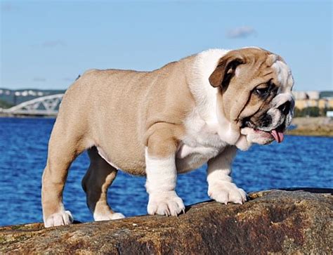 English Bulldogs are calm, non-sporting dogs with a sourmug face that love to chew and play tug-of-war