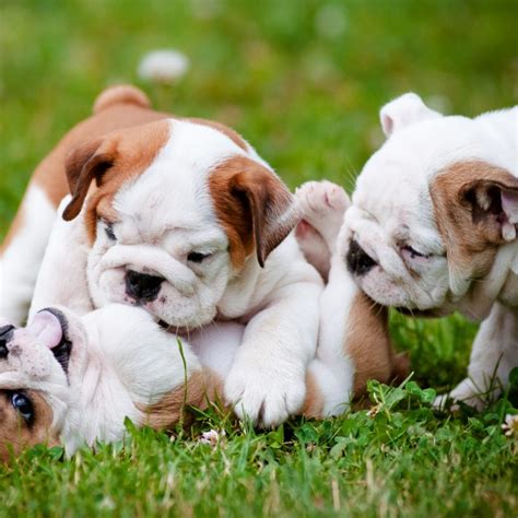  English Bulldogs are companion breeds that are known for being sweethearts