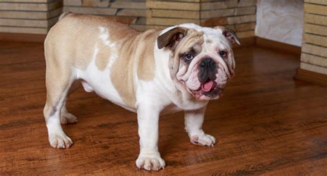  English Bulldogs are especially prone to gaining extra weight and may exceed these weight estimates