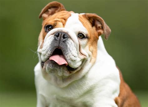  English Bulldogs are extremely affectionate and low-maintenance