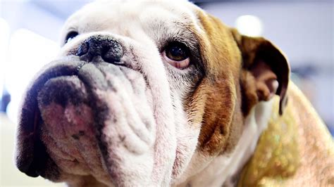  English Bulldogs are prone to becoming too hot and may vomit, become lethargic or faint as a result