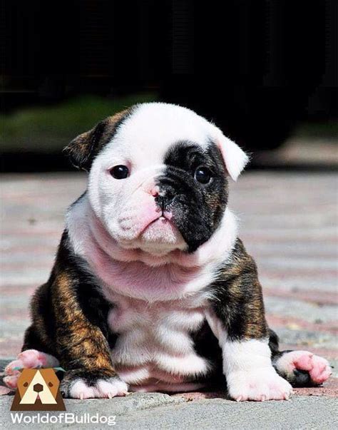  English Bulldogs are recognized as excellent family pets because of their tendency to form strong bonds with children