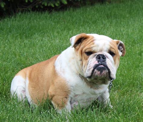  English Bulldogs are wonderful with children and adults alike
