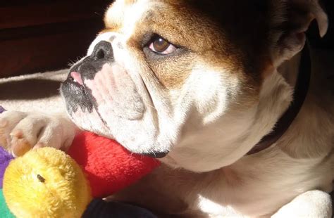  English Bulldogs can act angrily due to their possessive tendencies, especially regarding their food or toys