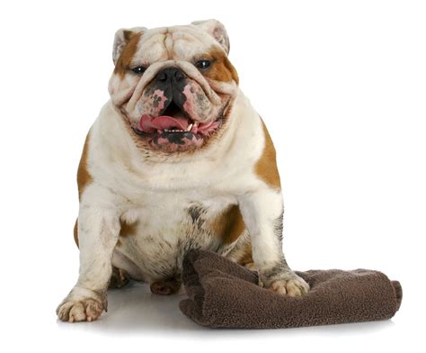  English Bulldogs require regular bathing and grooming