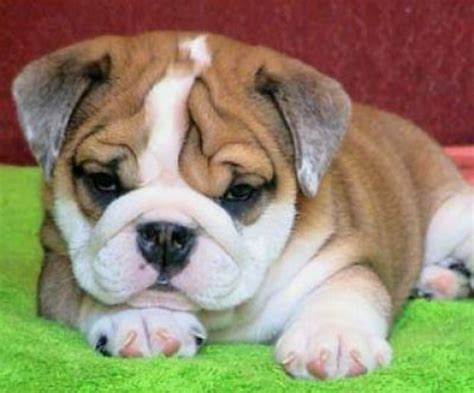  English Bulldogs tend to be lower-energy breeds that only require daily walks and some playtime to be happy