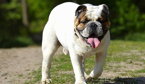  English Bulldogs weigh around 50 pounds depending on whether they are male or female, and require moderate exercise about 20 to 40 minutes per day