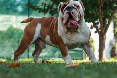  English Bulldogs were bred from ancient breeds like the mastiff — hence their loose skin — and the Pug, hence their flat-faced appearance