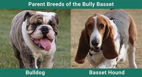  English Bully Bassets tend to have affectionate, charming, and sweet personalities
