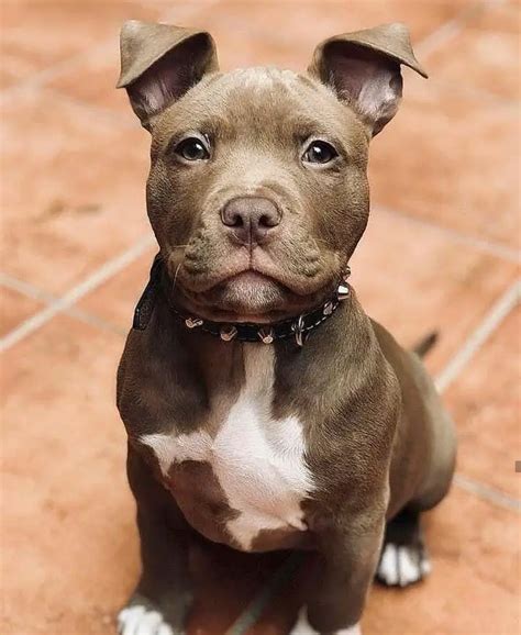  English Pitbulls are confident and brave, which can be negative or positive in certain situations