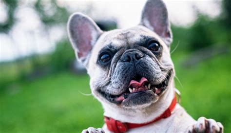  English and French bulldogs are easy to groom and extremely entertaining