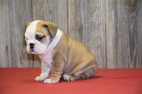  English bulldog akc pups for sale