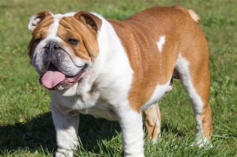  English bulldog and British bulldog are two names for the same breed of dog, which is properly called a bulldog, so there is no difference between them