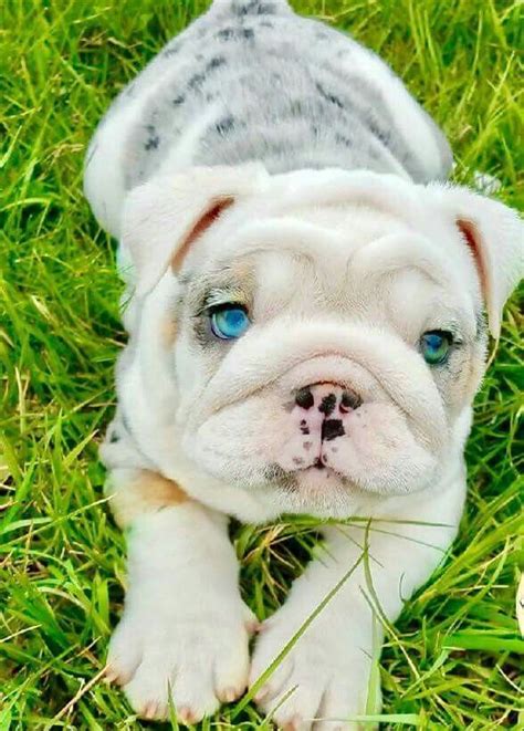  English bulldog puppies are pretty typical, getting into everything