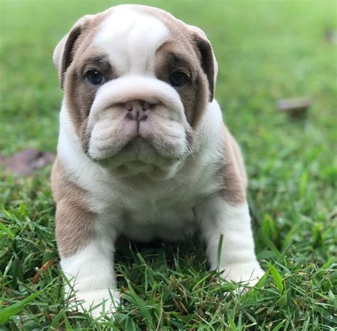  English bulldog puppies for sale under English Bulldogs are calm, non-sporting dogs with a sourmug face that love to chew and play tug-of-war