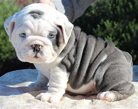  English bulldog puppies have a more vibrant color that fades with age