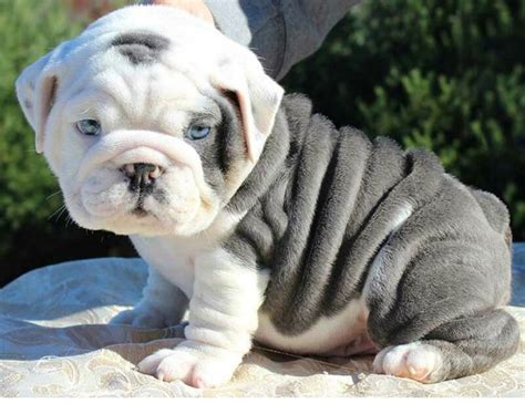  English bulldog puppies ready for a lovely home