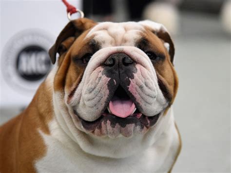 English bulldogs are among the most well-known breeds of bulldogs in the United States and arguably the world