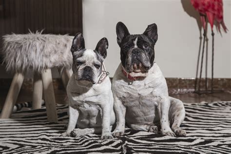  English bulldogs are bigger while the French Bulldog is considerably smaller