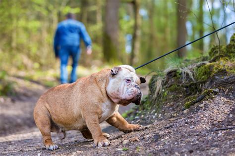  English bulldogs are known for pulling on the leash from time to time