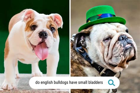  English bulldogs have small bladders and should go out every hour initially, working up to every few hours