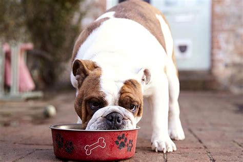  English bulldogs love food and will eat until they get sick if not carefully watched