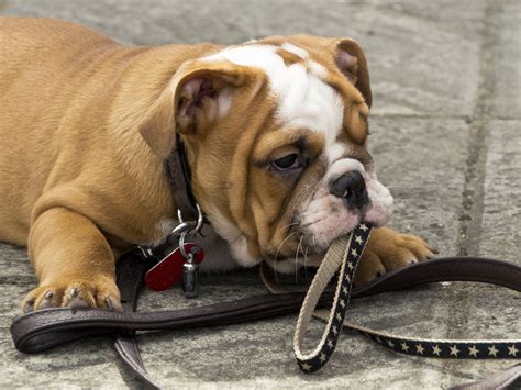  English bulldogs may have serious health and welfare problems, even if they have been living with the same family for years