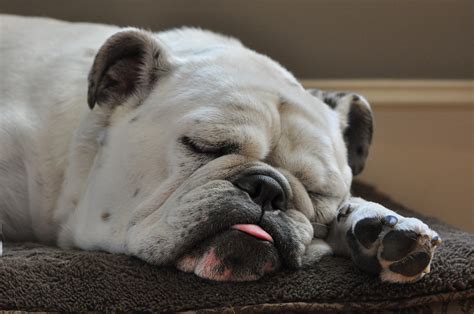  English bulldogs often sleep for 14 hours a day