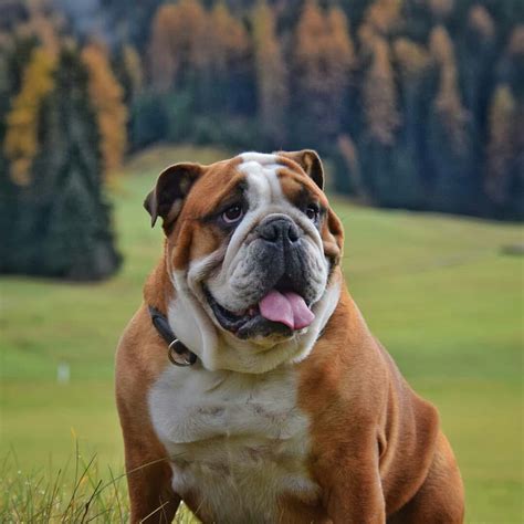  English bulldogs sit low to the ground and have wide shoulders, two characteristics that behooved them in their dog fighting history
