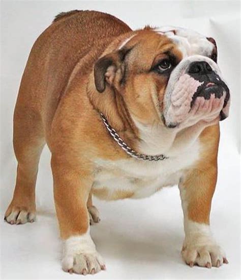  English bulldogs tend to be short and stout, standing around inches tall and weighing around 50 pounds at most