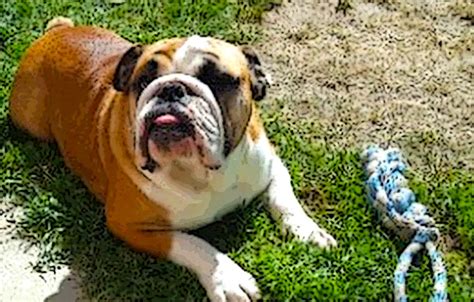  English bulldogs training may include house training, leash and collar training, crate training