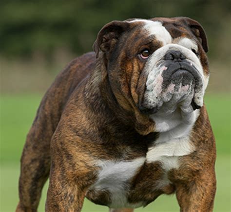  English bulldogs were soon recognized by the American Kennel Club in 