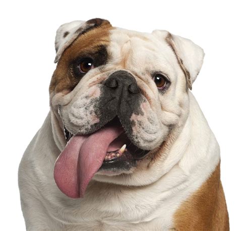 English-bred Bulldogs and the Bullenbesiier were crossed to