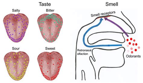  Enhanced Sense of Taste and Smell: Nicotine dulls your senses of taste and smell