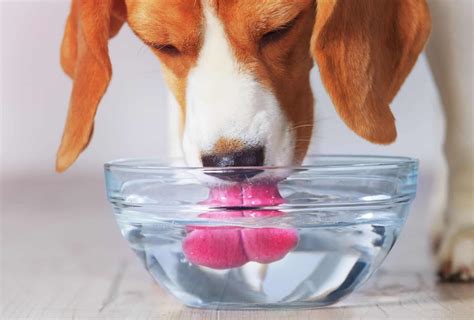  Ensure that your dog always has access to fresh water so that he can satisfy his thirst as needed