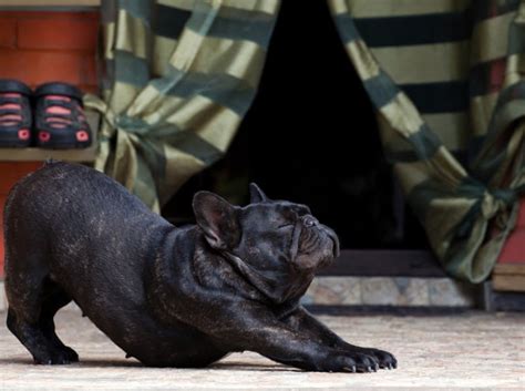  Ensure your French Bulldog gets the appropriate amount of exercise based on their age, size, and energy levels