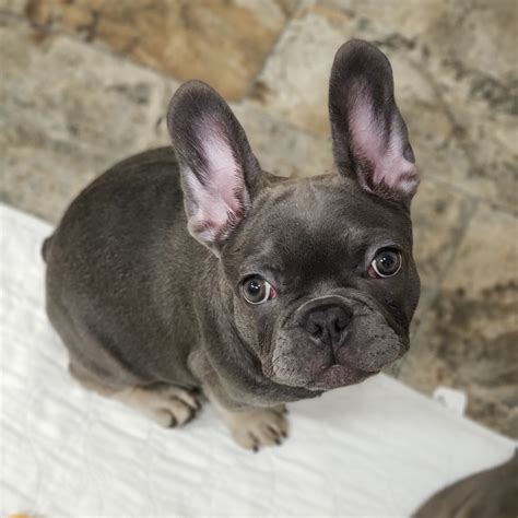  Ethical Puppies, from Ethical Frenchie Breeders