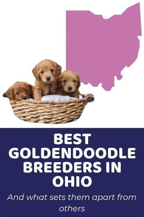  Ethical golden doodle breeders undertake health testing such as DNA tests, temperament testing and hip scoring on their breeding dogs