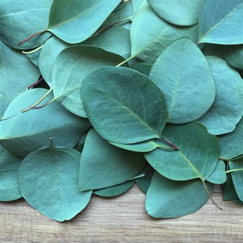  Eucalyptus can also repel fleas and is effective in masking odors