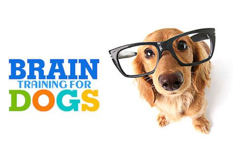  Even better? There are entire training programs that help you brain-train your dog at home! A training plan to help them thrive