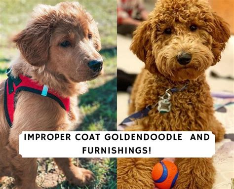  Even people with severe allergies to dander typically do well with a curly-coated goldendoodle