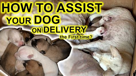  Even though it is technically not necessary for you to assist your dog during delivery, it is always a good idea to be prepared in case of an emergency