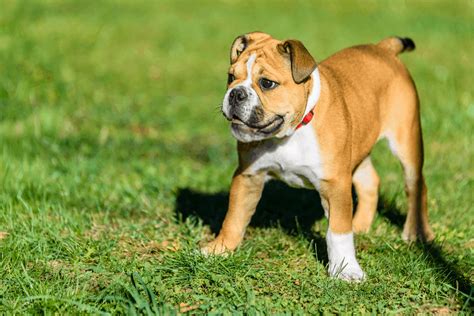  Even though the Valley Bulldog breed got its start as a designer breed, some have ended up in shelters or in the care of rescue groups