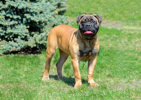  Even though their size is incredibly large, Bullmastiffs are one of the sweetest breeds you will ever find