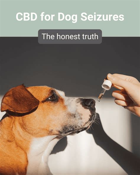  Even though there is a lot of anecdotal evidence to support that CBD might help with dog seizures, the honest truth is that scientific research is ongoing