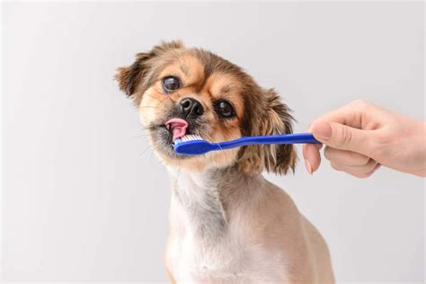  Even with regular tooth brushing, dogs may need dental cleanings once in a while