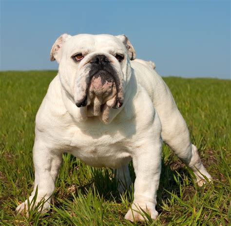  Eventually, the Bulldog is known to be of good temperament