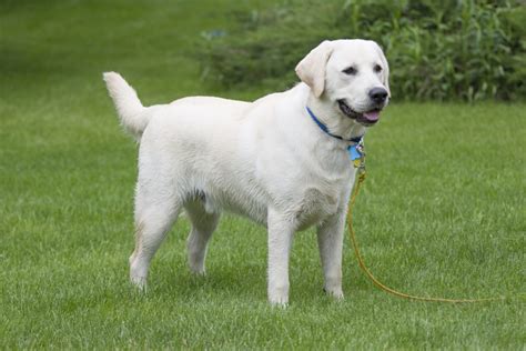 Ever heard of the white Labrador? Now you will! Also, other Labrador colors are possible, but you never know what your Anatolian Retriever puppy might look like